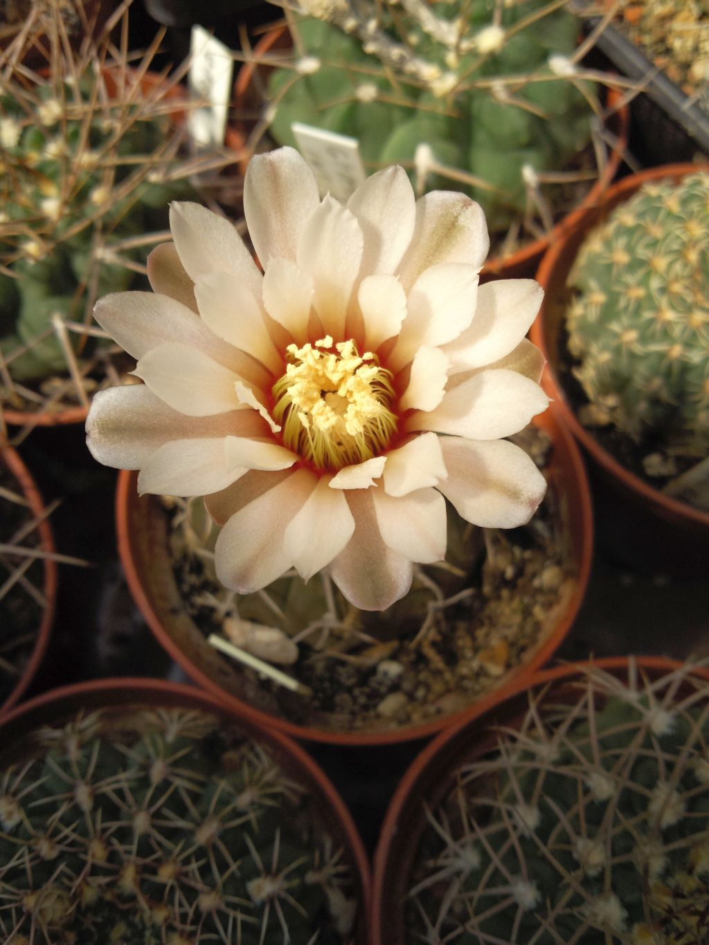 Gymnocalycium polygonum Miraflores, Cat.